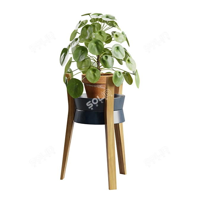 Modern Pilea Wood Stand Display 3D model image 2