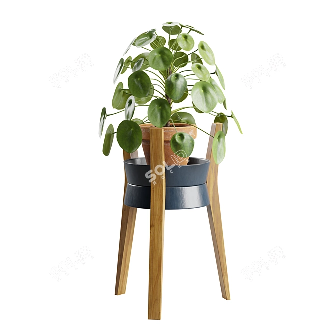 Modern Pilea Wood Stand Display 3D model image 4