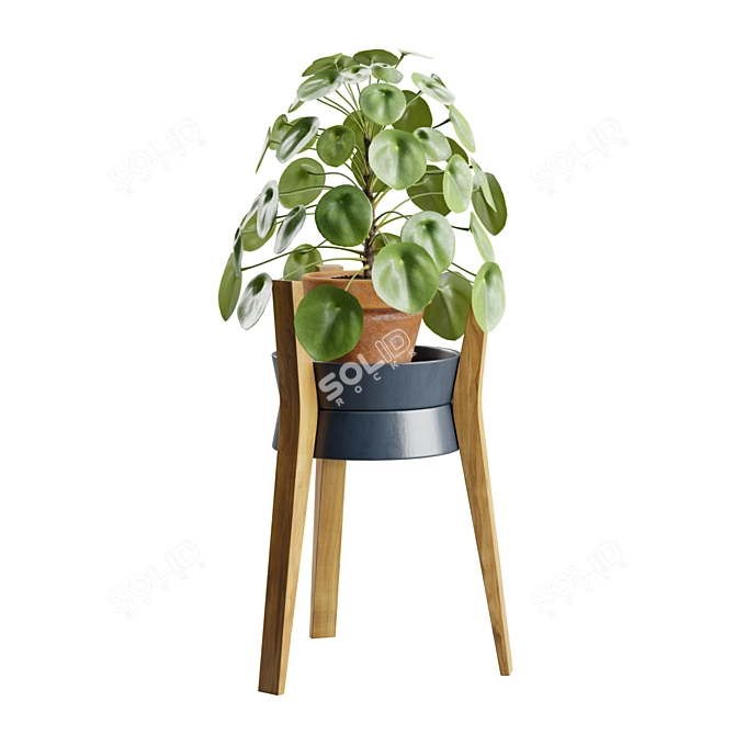 Modern Pilea Wood Stand Display 3D model image 5