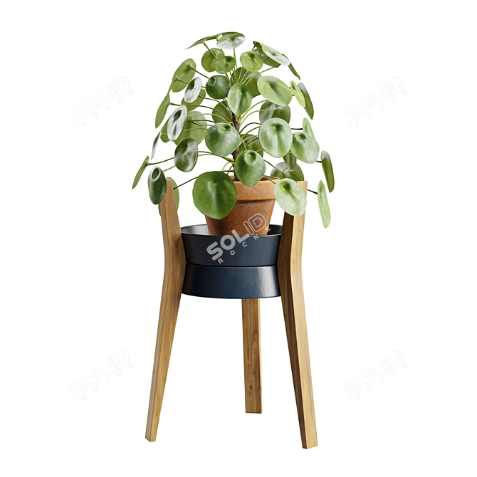 Modern Pilea Wood Stand Display 3D model image 6