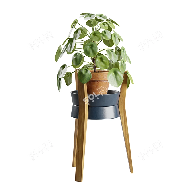 Modern Pilea Wood Stand Display 3D model image 7