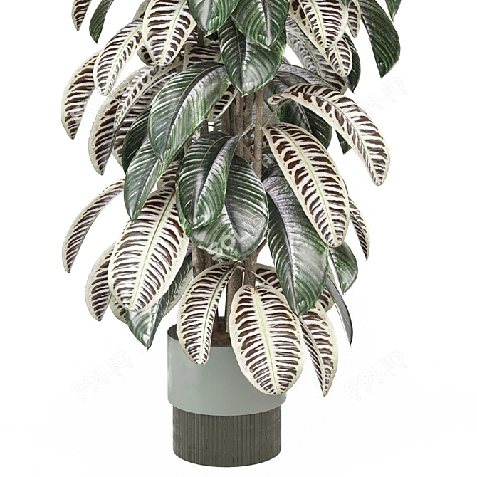 Modern Indoor Plants Collection 3D model image 3