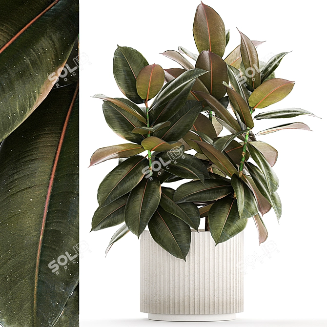 Modern Ficus Tree Collection 1466 3D model image 1