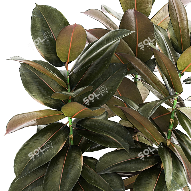 Modern Ficus Tree Collection 1466 3D model image 2