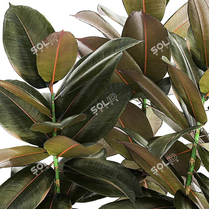 Modern Ficus Tree Collection 1466 3D model image 4