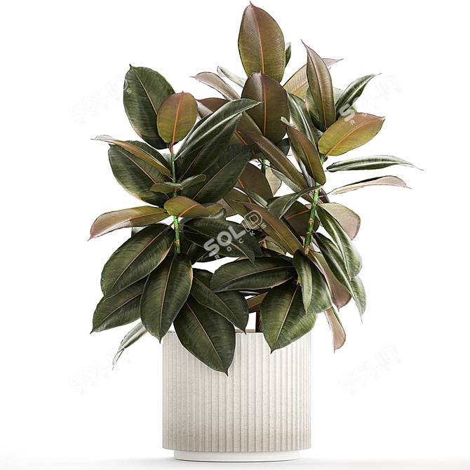 Modern Ficus Tree Collection 1466 3D model image 5