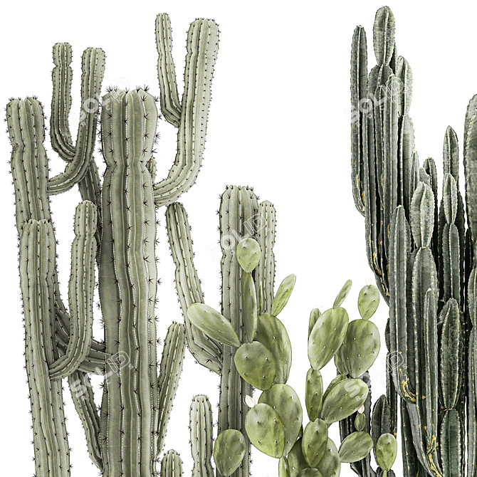 Desert Cactus Collection 1468 3D model image 2