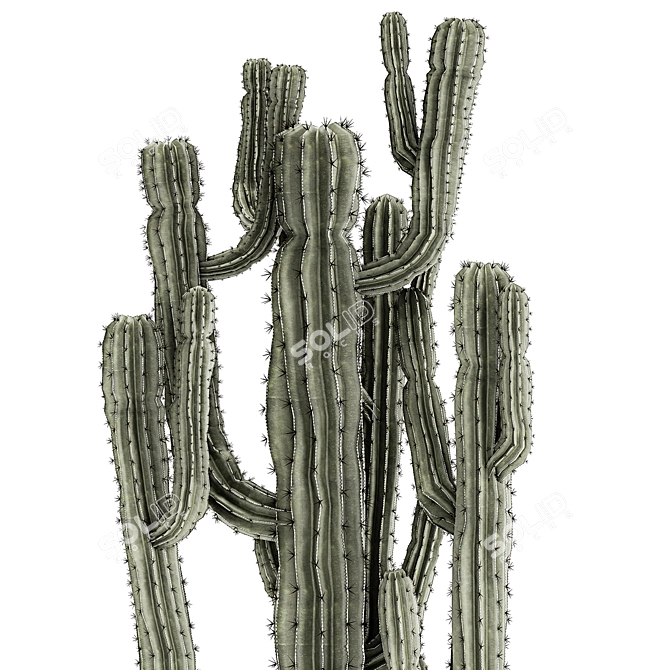 Modern Saguaro Cactus Set 3D model image 3