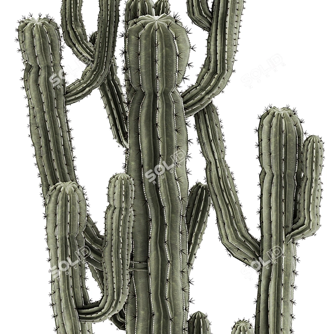 Modern Saguaro Cactus Set 3D model image 6