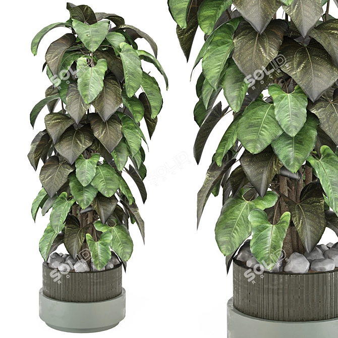 Indoor Plants Set 1148 3D 3D model image 1