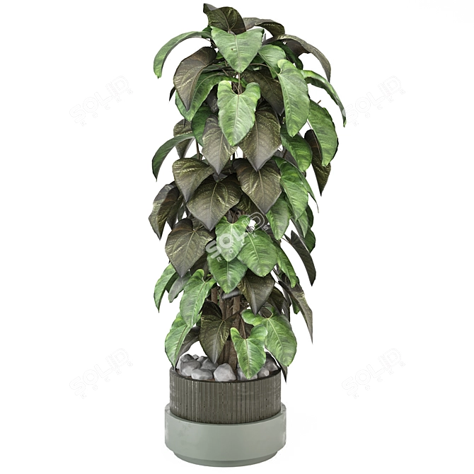 Indoor Plants Set 1148 3D 3D model image 4