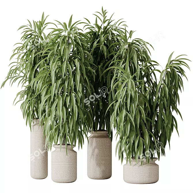 Braided Ficus Alii Houseplant Set 3D model image 1