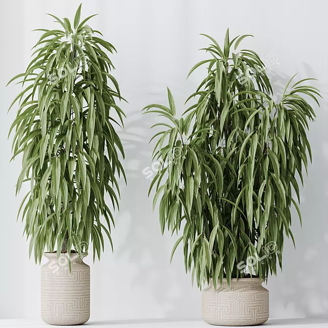 Braided Ficus Alii Houseplant Set 3D model image 2