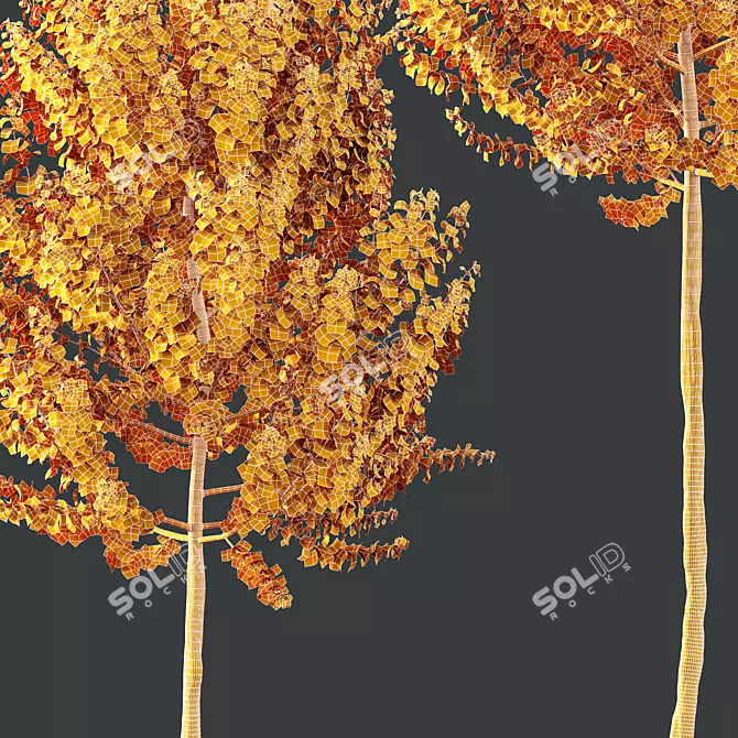 Maple Sapindaceae 3D Models Collection 3D model image 5