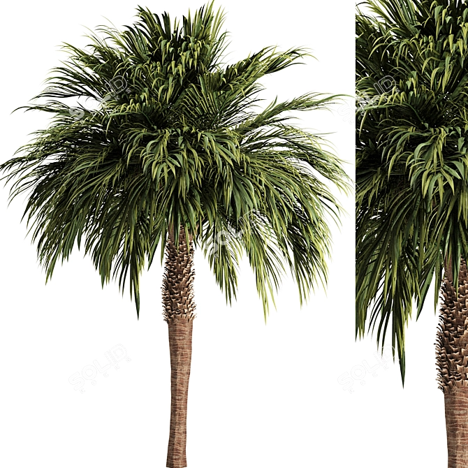 Tropical Palm Tree 3D Model 3D model image 1