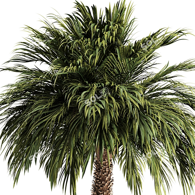 Tropical Palm Tree 3D Model 3D model image 2