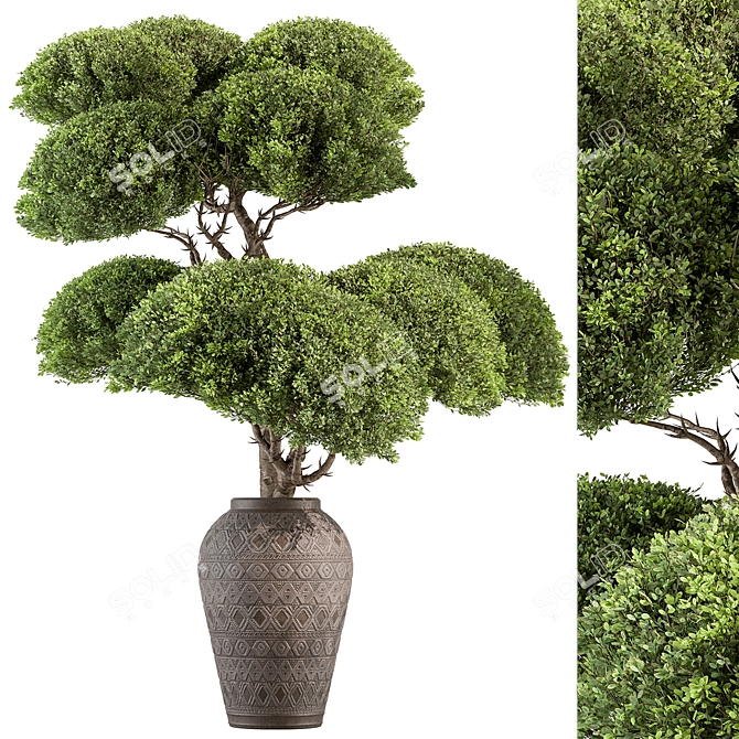 Topiary Ball Indoor Plant 656 3D model image 1