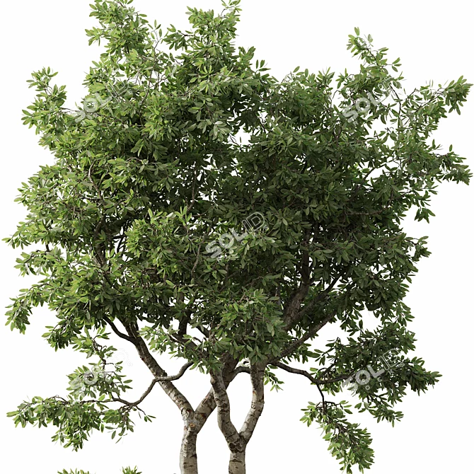 Outdoor Plant Set 29 Bundle 3D model image 4