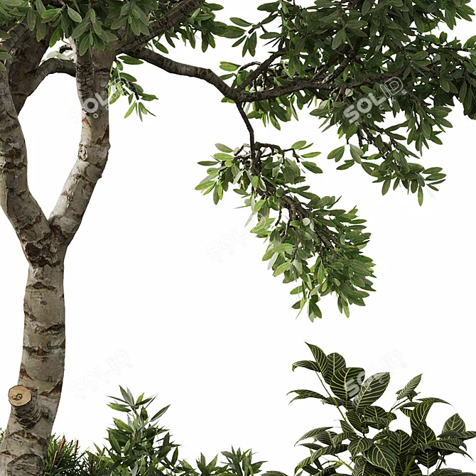 Outdoor Plant Set 29 Bundle 3D model image 6