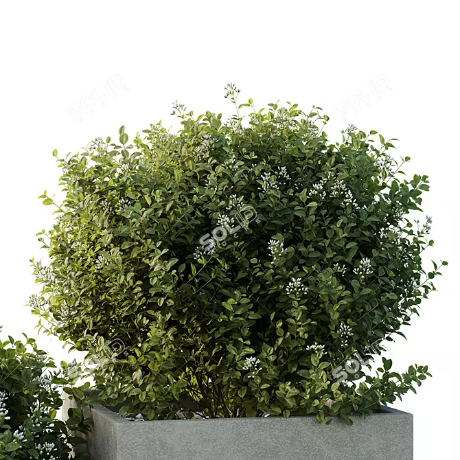 Garden Box Tree Bush Models 3D model image 3