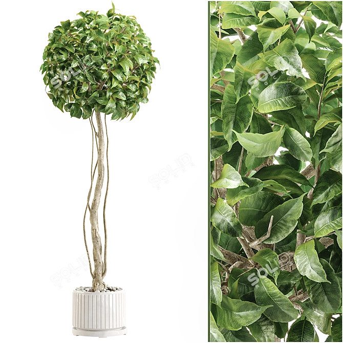 Elegant Indoor Plant Collection 3D model image 6