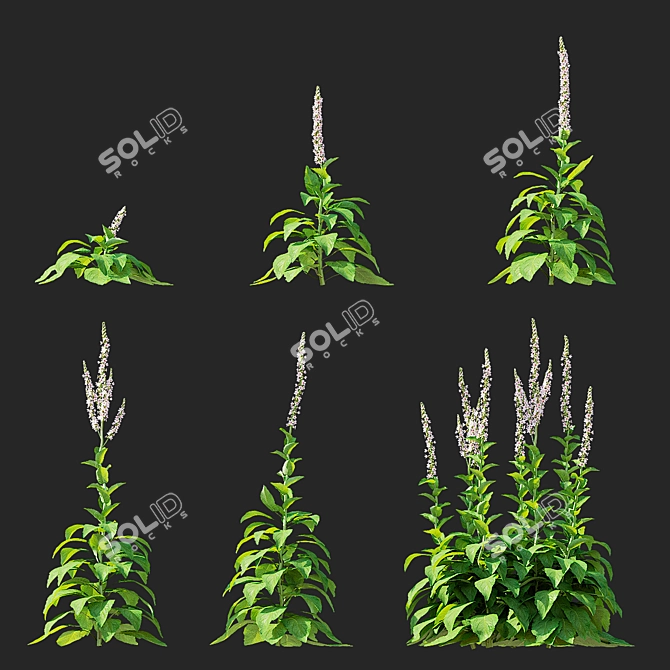 Verbascum White Flower Collection 3D model image 3