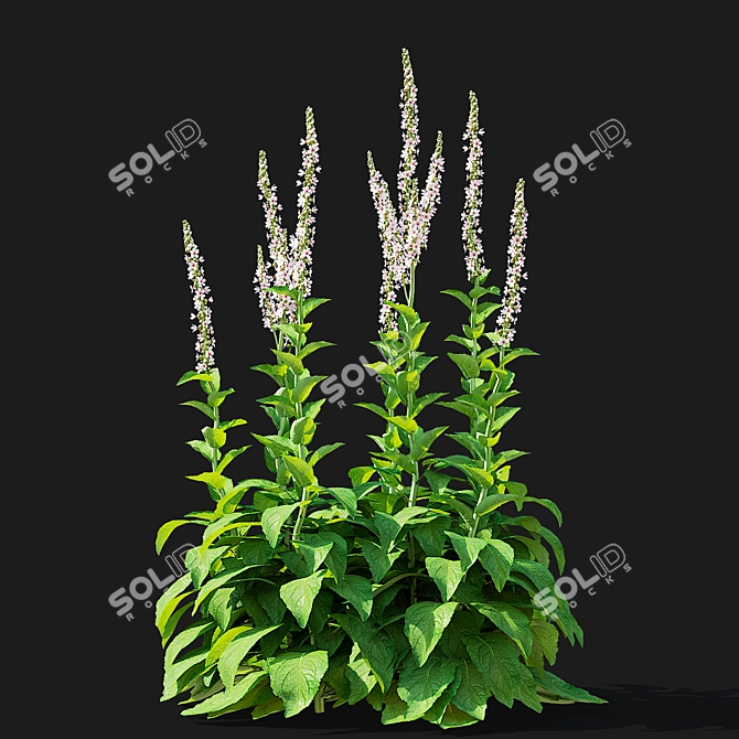 Verbascum White Flower Collection 3D model image 5