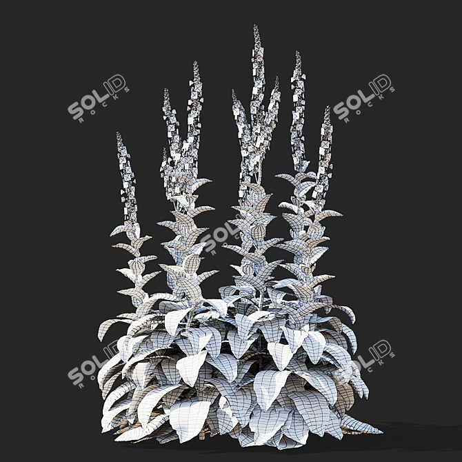 Verbascum White Flower Collection 3D model image 6