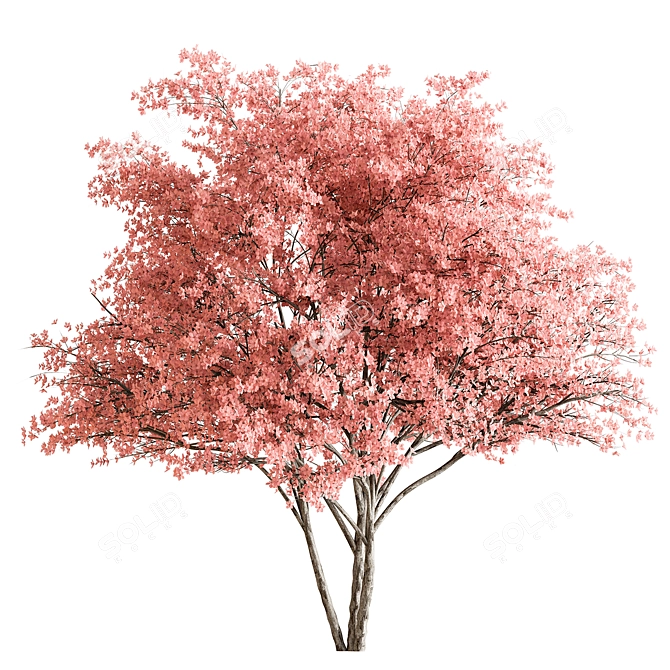 Cherry Plum Tree Set 290 3D model image 1