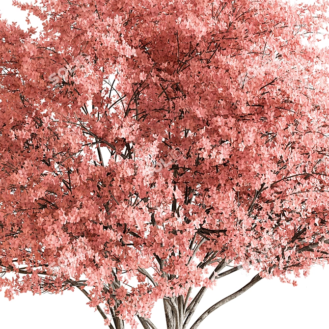 Cherry Plum Tree Set 290 3D model image 2