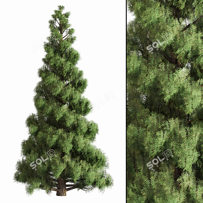 Pine Tree Set for 3D 3D model image 1