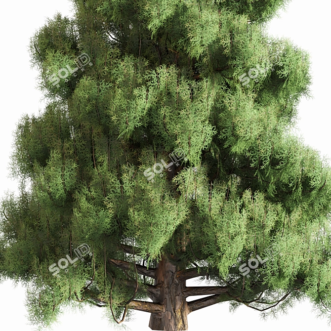 Pine Tree Set for 3D 3D model image 2