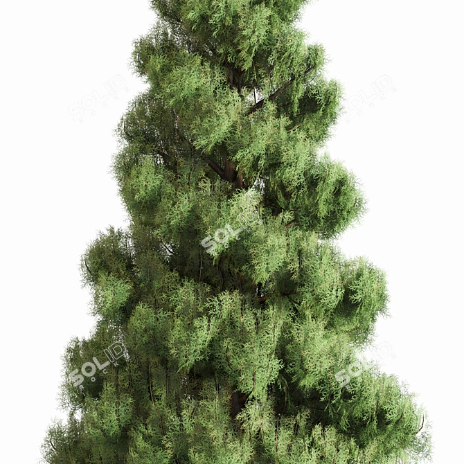 Pine Tree Set for 3D 3D model image 3