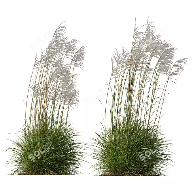 Ornamental Miscanthus Grass Bundle 3D model image 1