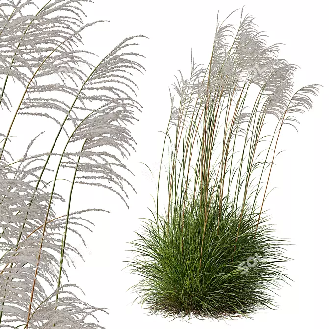 Ornamental Miscanthus Grass Bundle 3D model image 2