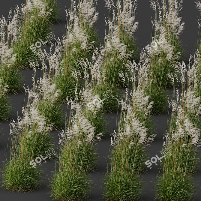 Ornamental Miscanthus Grass Bundle 3D model image 3