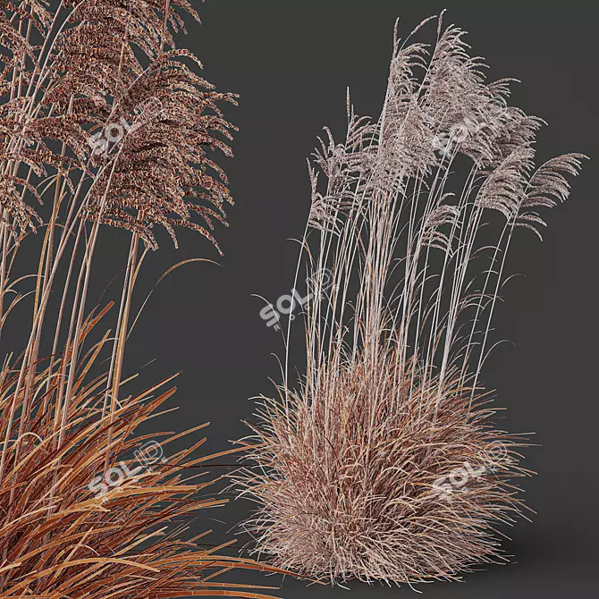 Ornamental Miscanthus Grass Bundle 3D model image 4