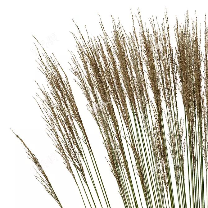 Ornamental Miscanthus Grass Bundle 3D model image 5