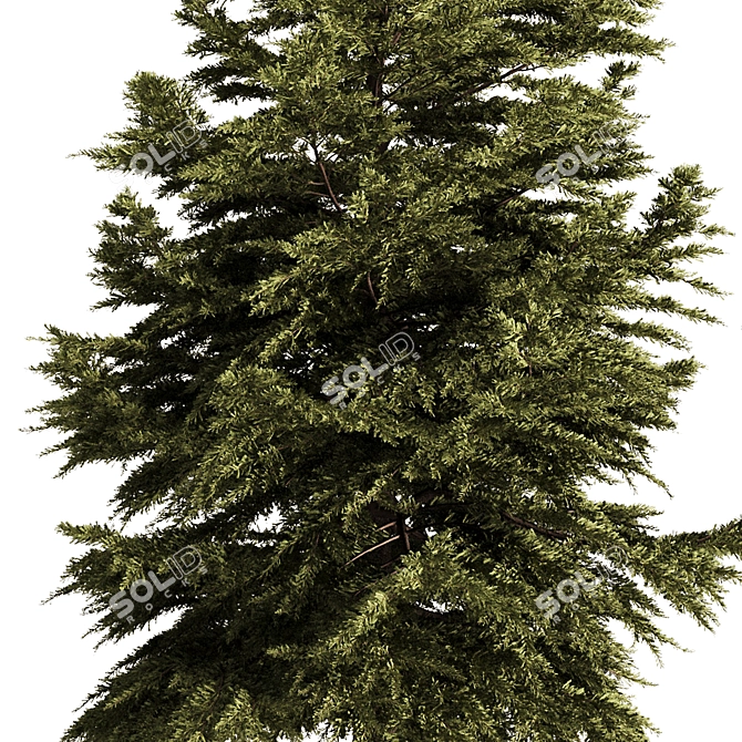 Pine Tree Conifer 2016 Model 3D model image 2