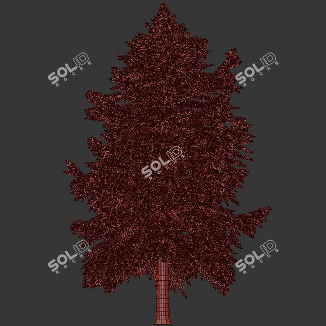 Pine Tree Conifer 2016 Model 3D model image 3