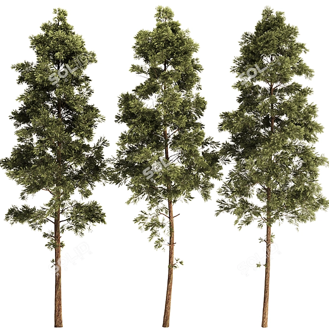 Pine Tree Set 3D Model 3D model image 1