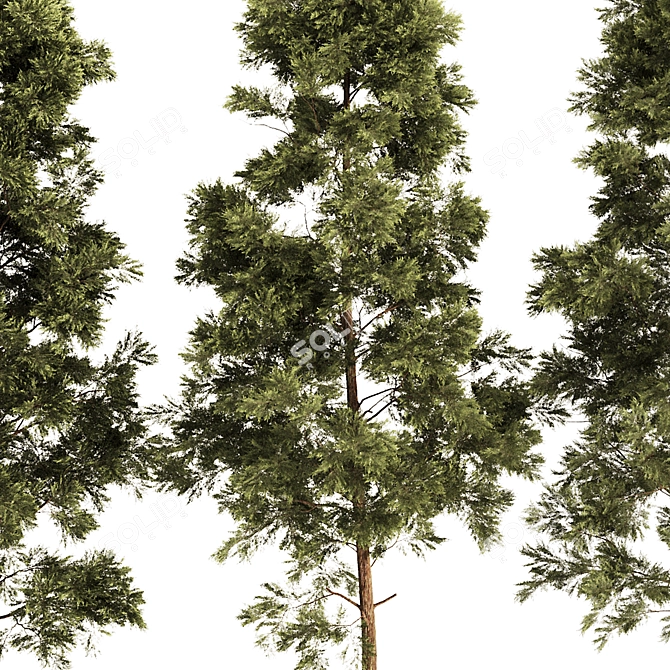 Pine Tree Set 3D Model 3D model image 2