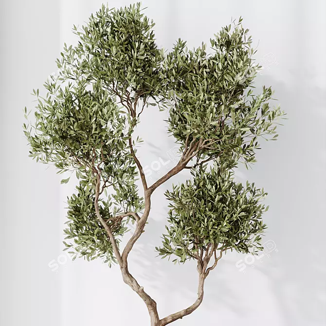 Majestic Artificial Olive Tree Set 3D model image 3