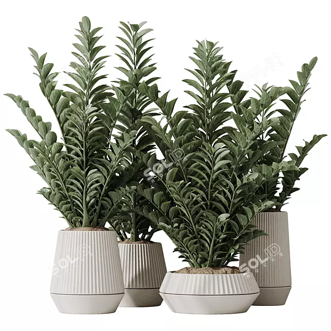 ZZ Zamioculcas Houseplant Variety Set 3D model image 1