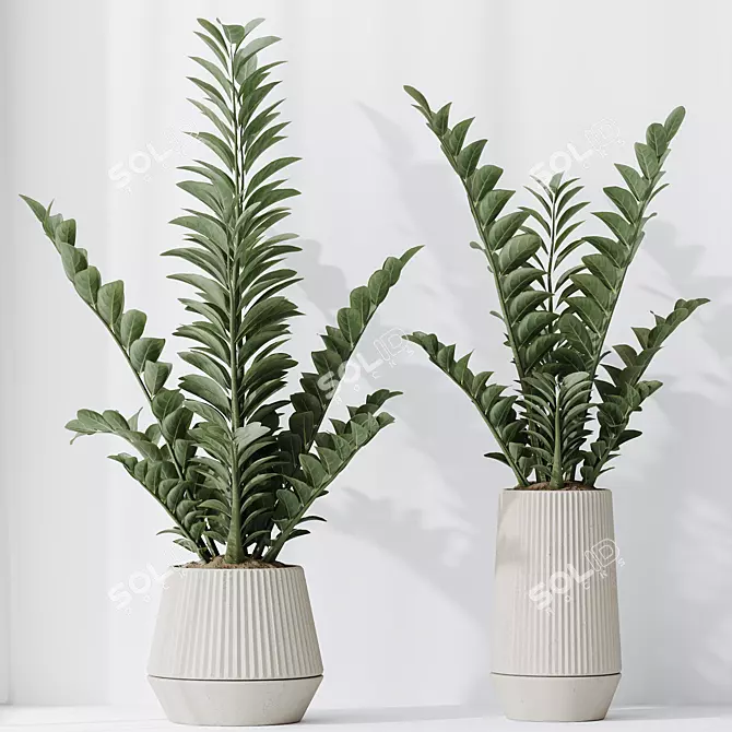 ZZ Zamioculcas Houseplant Variety Set 3D model image 2