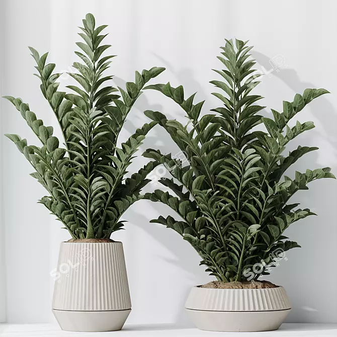 ZZ Zamioculcas Houseplant Variety Set 3D model image 3