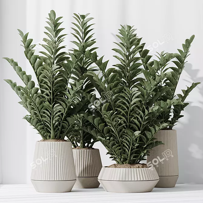 ZZ Zamioculcas Houseplant Variety Set 3D model image 4