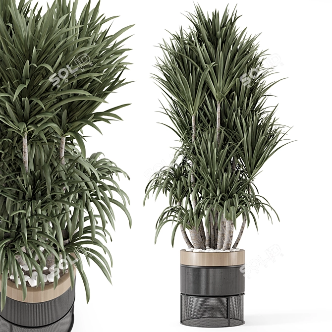 Modern Indoor Plants in Bau Pot 3D model image 1