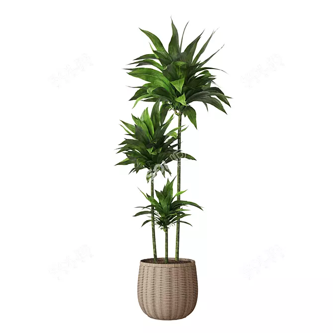 Elegant Indoor Aspidistra Plant 3D model image 3