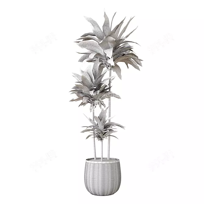 Elegant Indoor Aspidistra Plant 3D model image 4